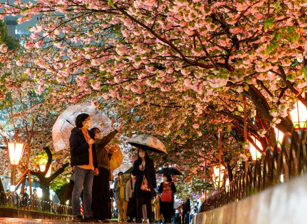 20230407-Osaka-Japan-Mint-Cherry-Blossom-001